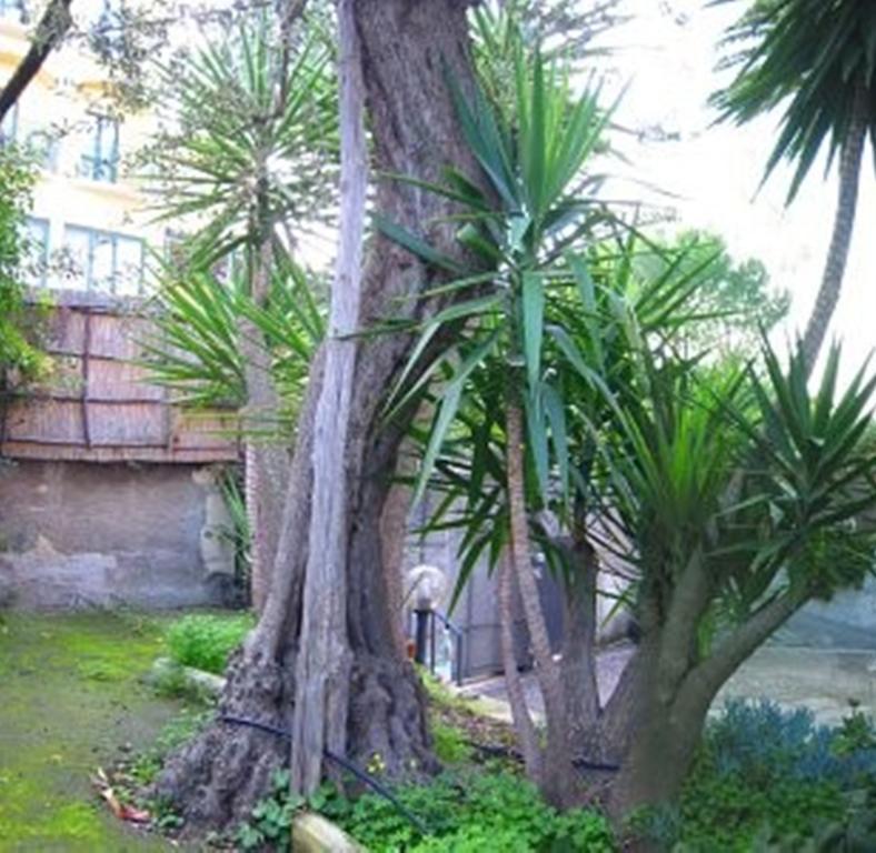 Villa Orchidea Sorrento Oda fotoğraf